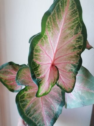 Kit coltivazione idroponica