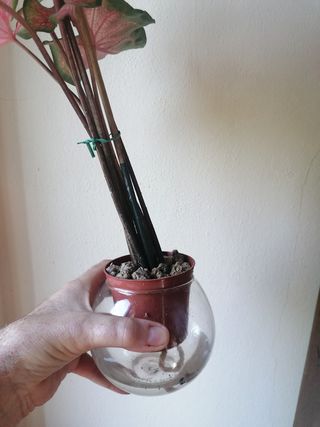 Kit coltivazione idroponica