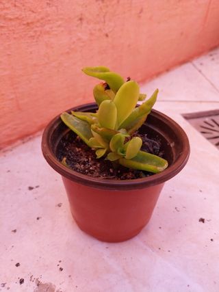 Planta suculenta llamas rojas