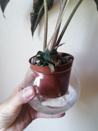 Kit coltivazione idroponica in vetro