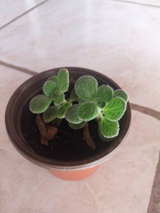 Planta de incienso