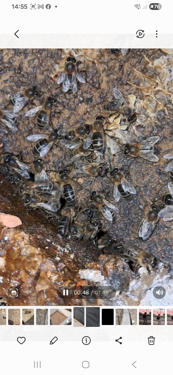 Recogida de enjambres de abejas