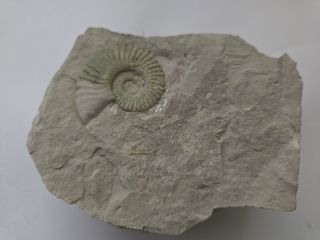 Fósil Ammonite Jurásico