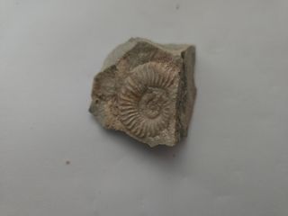 Fósil Ammonite