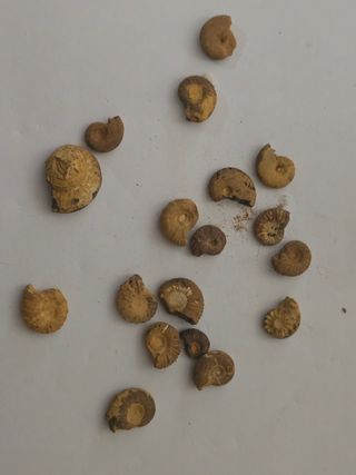 Lote de Amonites Fósiles pequeños