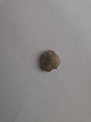 Fósil de almeja prehistórica