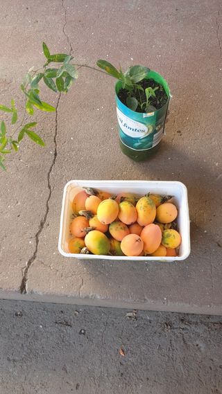 Pé de maracujá laranja trepadeira