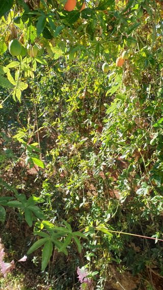 Pé de maracujá laranja trepadeira