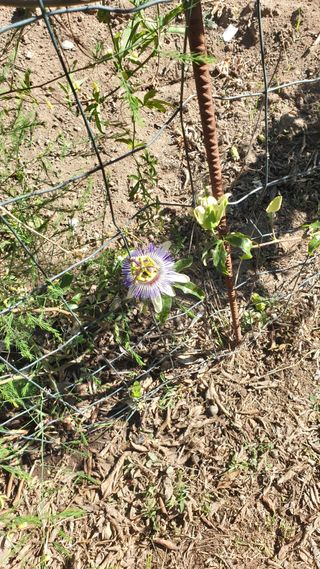 Pé de maracujá laranja trepadeira