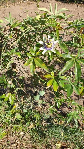 Pé de maracujá laranja trepadeira