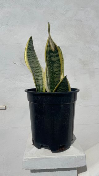 Planta lengua de suegra