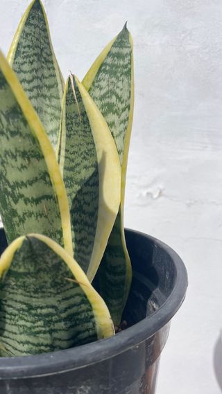 Planta lengua de suegra