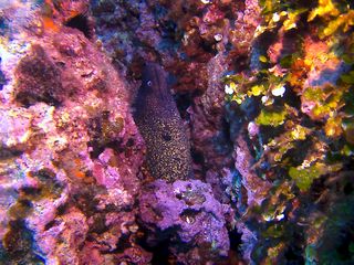 Cámara tipo SJ4000 4K Sumergible con Accesorios