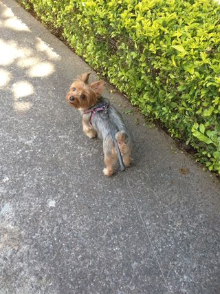 Passeadora de perros responsable I confiable