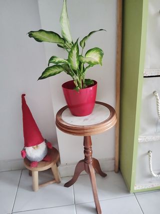 Planta con mesa auxiliar de madera y mármol