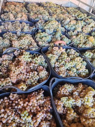 Uvas Albariñas