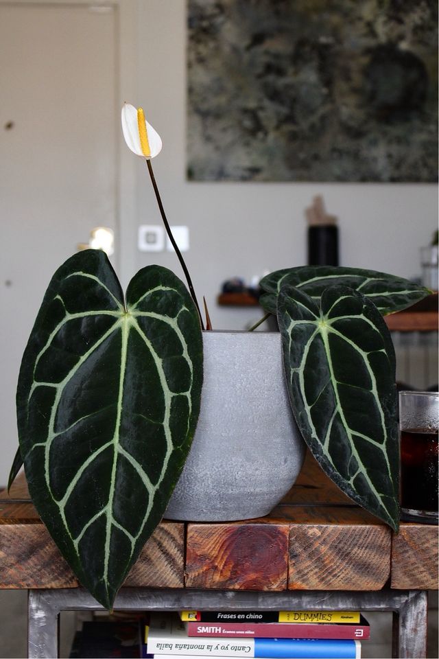 Anthurium Carlablackiae #1 clon S