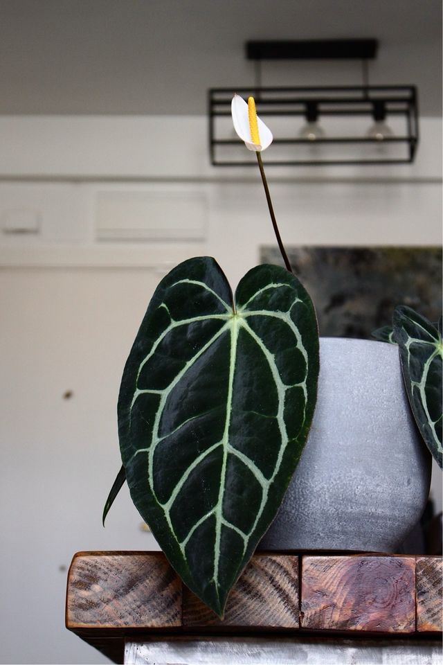 Anthurium Carlablackiae #1 clon S