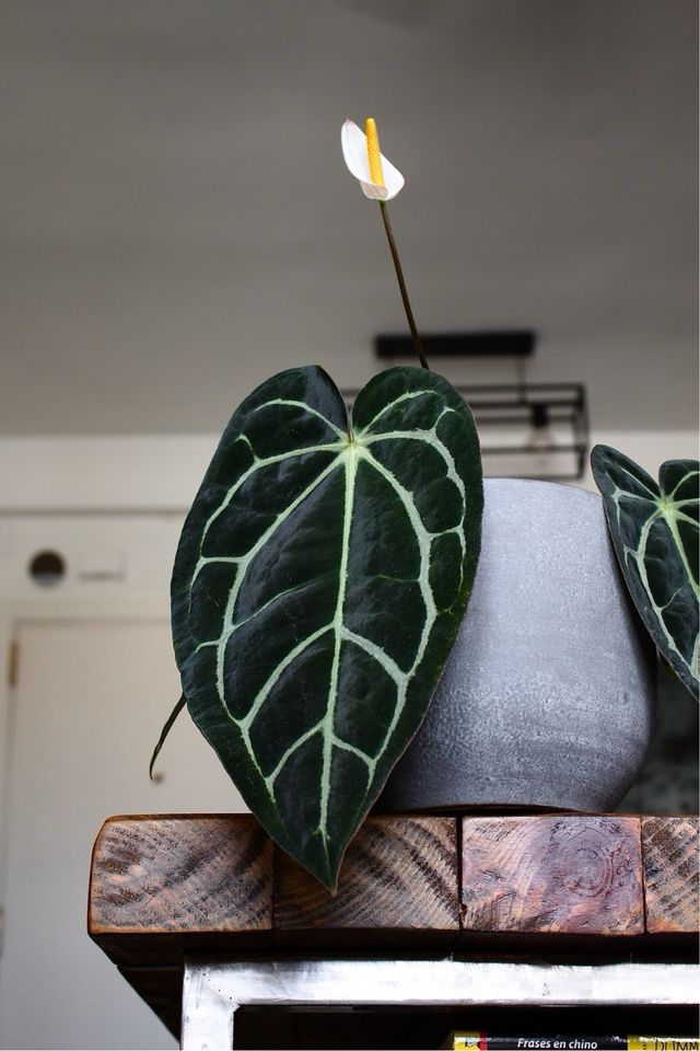 Anthurium Carlablackiae #1 clon S