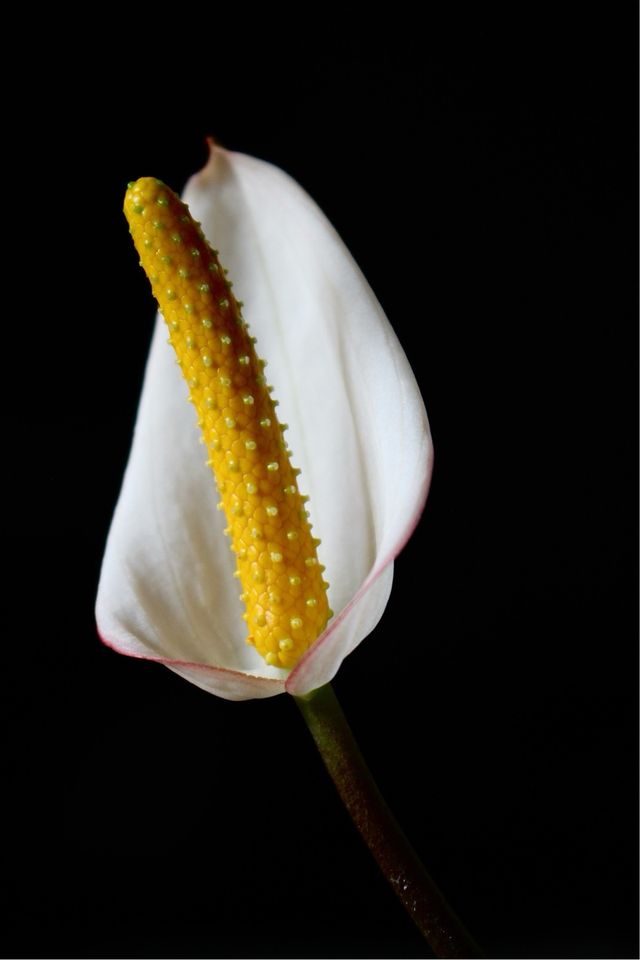 Anthurium Carlablackiae #1 clon S