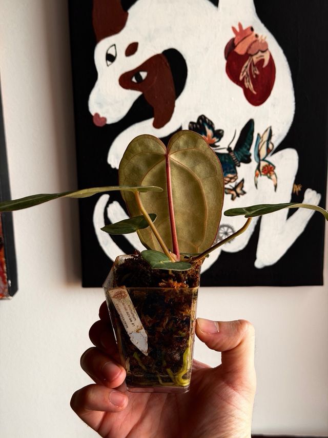 Anthurium Carlablackiae #1 clon S