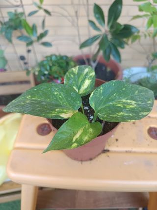 Lote de 10 plantas: Singonios, Potos, aloe vera,..