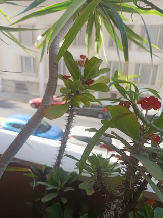 Lote de 10 plantas: Singonios, Potos, aloe vera,..