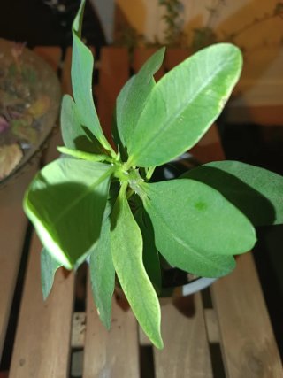 Lote de 10 plantas: Singonios, Potos, aloe vera,..