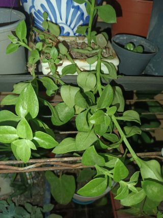 Lote de 10 plantas: Singonios, Potos, aloe vera,..