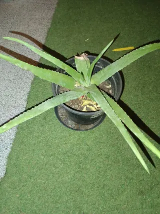 Lote de 10 plantas: Singonios, Potos, aloe vera,..