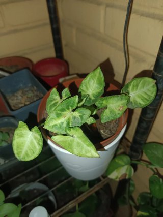 Lote de 10 plantas: Singonios, Potos, aloe vera,..