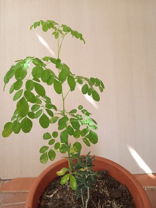 Planta 60 cm Moringa Árbol de la vida. 