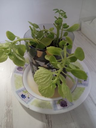 Planta 60 cm Moringa Árbol de la vida. 