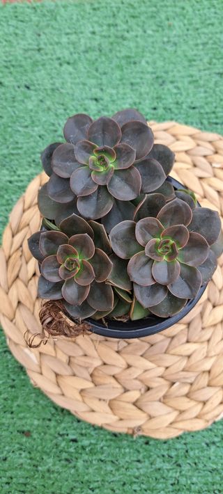 Echeveria melaco