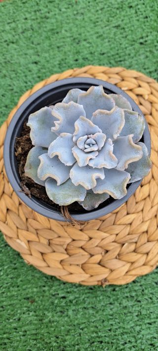 Echeveria Crispata Beauty Suculenta