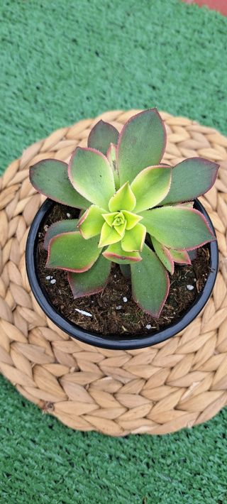 Aeonium Kiwi Suculenta