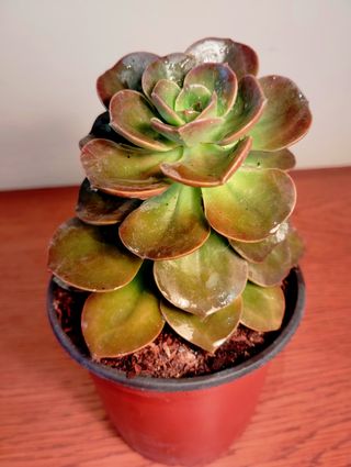 Planta.Echeveria Gibbiflora Híbrida.