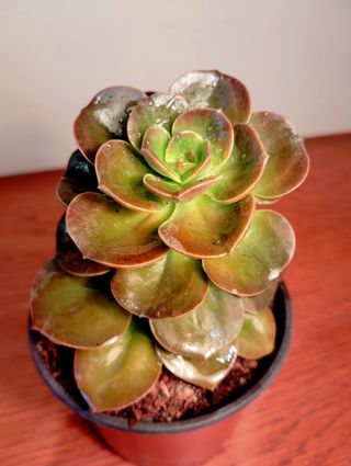Planta.Echeveria Gibbiflora Híbrida.