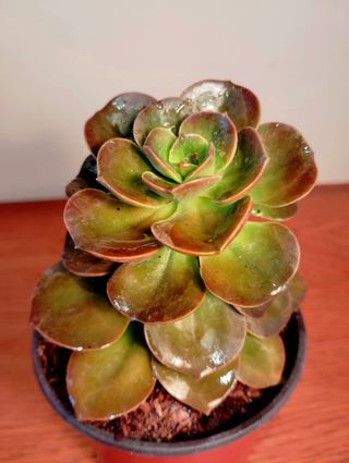 Planta.Echeveria Gibbiflora Híbrida.