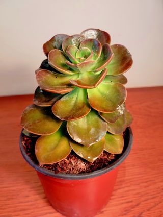 Planta.Echeveria Gibbiflora Híbrida.