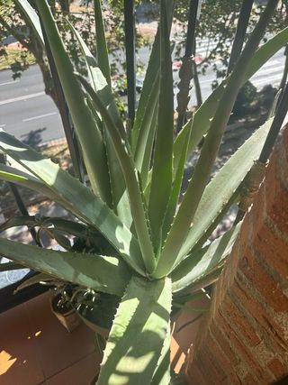 Planta Aloe Vera Grande