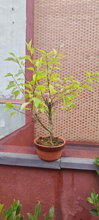 Pre bonsai arce nioi 2 años