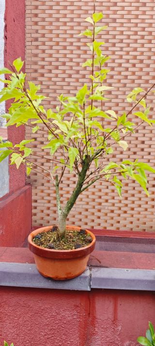 Pre bonsai arce nioi 2 años