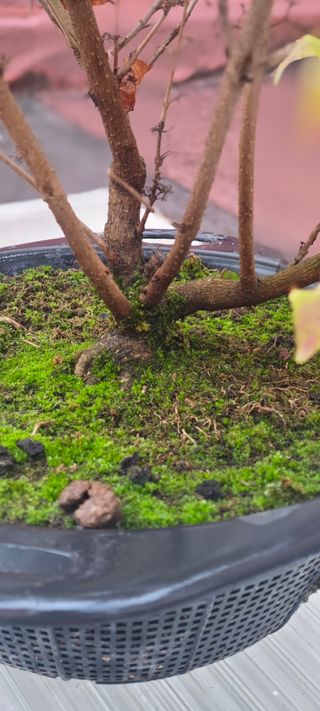 Pre bonsai Callicarpa Japonica