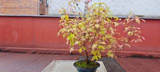 Pre bonsai Callicarpa Japonica