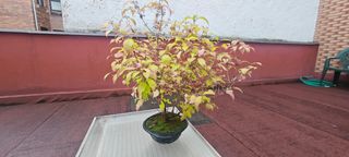 Pre bonsai Callicarpa Japonica