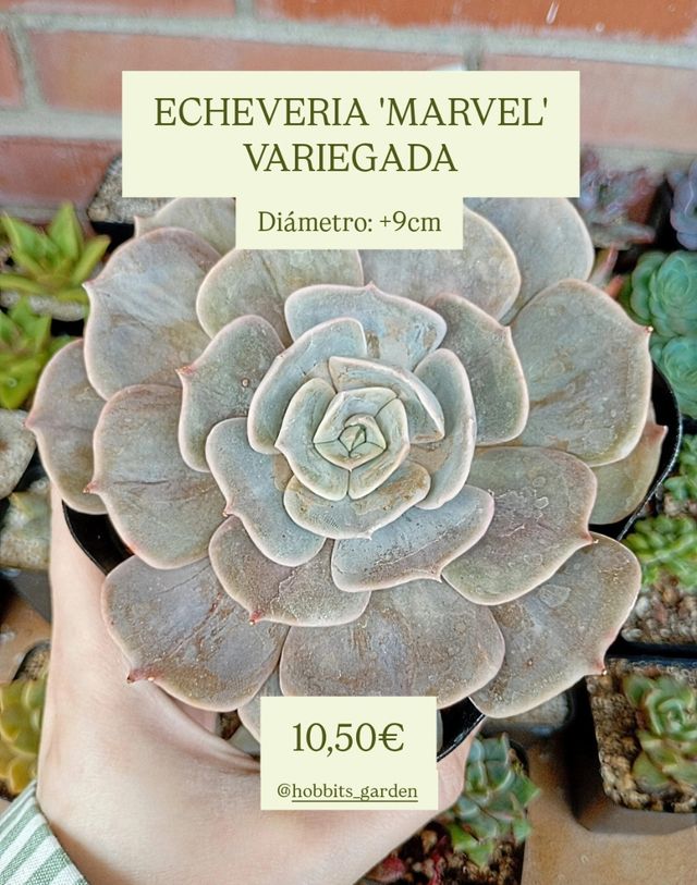 Echeveria 'Marvel' Variagada - Suculentas