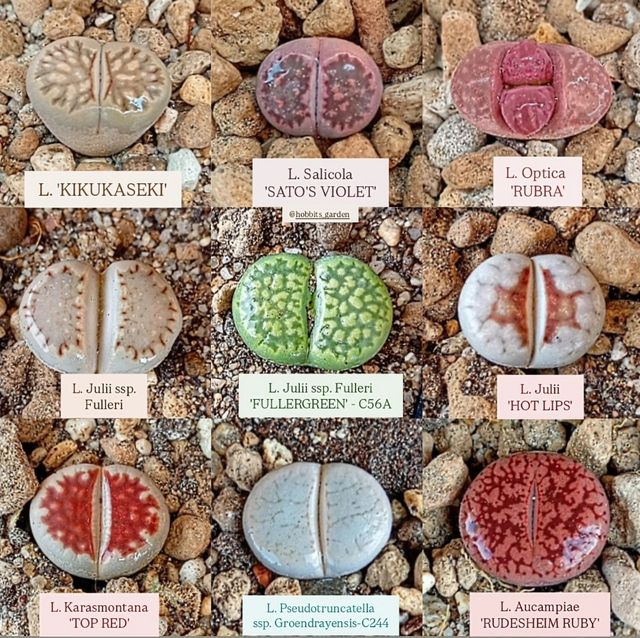 Lithops desde 2€ - Suculentas 