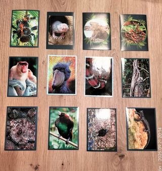 Mundo Animal: Los Récords - Álbum Panini