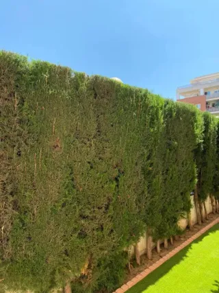 Jardineros Profesionales: Mantenimiento y Cuidado